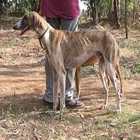 A photograph of the Mudhol Hound