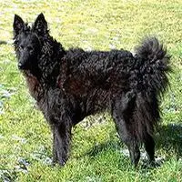 A photograph of the Mudi