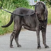 A photograph of the Neapolitan Mastiff