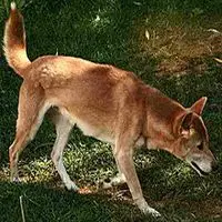 A photograph of the New Guinea singing dog