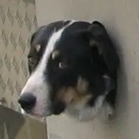 A photograph of the New Zealand Heading Dog
