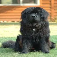 A photograph of the Newfoundland