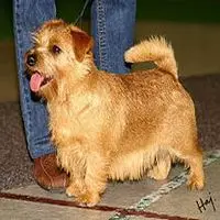 A photograph of the Norfolk Terrier