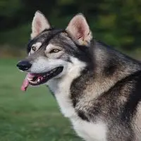 A photograph of the Northern Inuit Dog