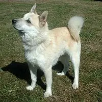 A photograph of the Norwegian Buhund