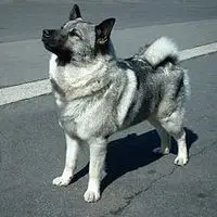 A photograph of the Norwegian Elkhound