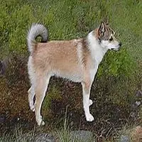 A photograph of the Norwegian Lundehund