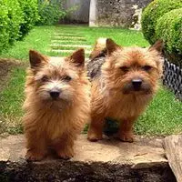 A photograph of the Norwich Terrier
