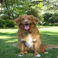 A photograph of the Nova Scotia Duck Tolling Retriever