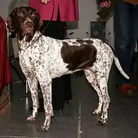 A photograph of the Old Danish Pointer