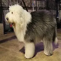 A photograph of the Old English Sheepdog