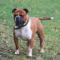 A photograph of the Olde English Bulldogge