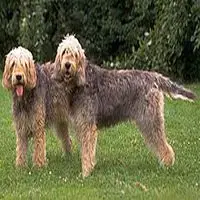 A photograph of the Otterhound
