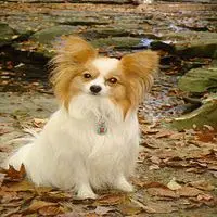 A photograph of the Papillon