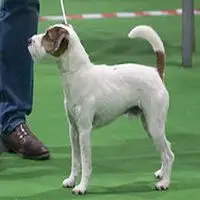 A photograph of the Parson Russell Terrier