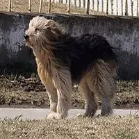 A photograph of the Patagonian Sheepdog