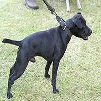 A photograph of the Patterdale Terrier