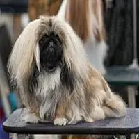 A photograph of the Pekingese
