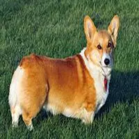 A photograph of the Pembroke Welsh Corgi