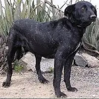 A photograph of the Perro Majorero