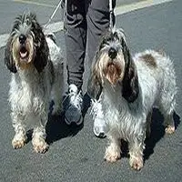 A photograph of the Petit Basset Griffon Vendéen