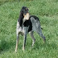 A photograph of the Petit Bleu de Gascogne