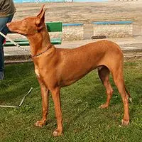 A photograph of the Pharaoh Hound