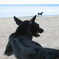 A photograph of the Phu Quoc Ridgeback