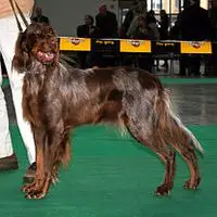 A photograph of the Picardy Spaniel