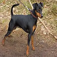 A photograph of the Pinscher (Miniature)