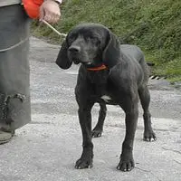 A photograph of the Plott Hound