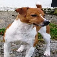A photograph of the Plummer Terrier
