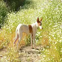 A photograph of the Podenco Canario