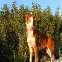 A photograph of the Podenco Valenciano