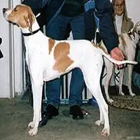 A photograph of the Pointer