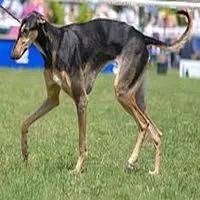 A photograph of the Polish Greyhound