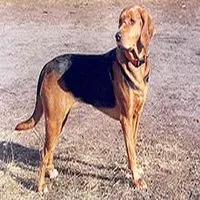 A photograph of the Polish Hound