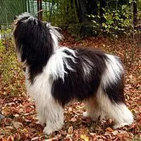 A photograph of the Polish Lowland Sheepdog