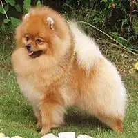 A photograph of the Pomeranian