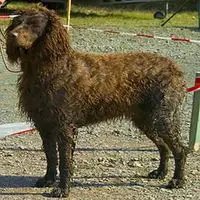 A photograph of the Pont-Audemer Spaniel