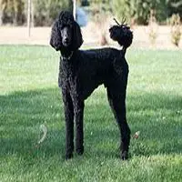 A photograph of the Poodle (Standard)