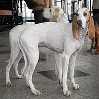 A photograph of the Porcelaine