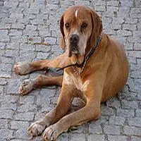 A photograph of the Portuguese Pointer