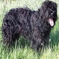 A photograph of the Portuguese Sheepdog