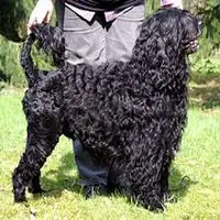 A photograph of the Portuguese Water Dog