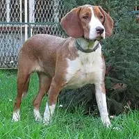 A photograph of the Posavac hound