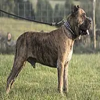 A photograph of the Presa Canario