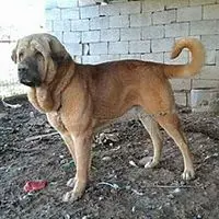 A photograph of the Pshdar dog