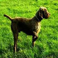 A photograph of the Pudelpointer