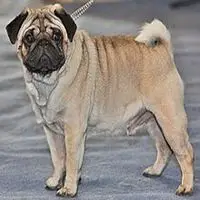 A photograph of the Pug
